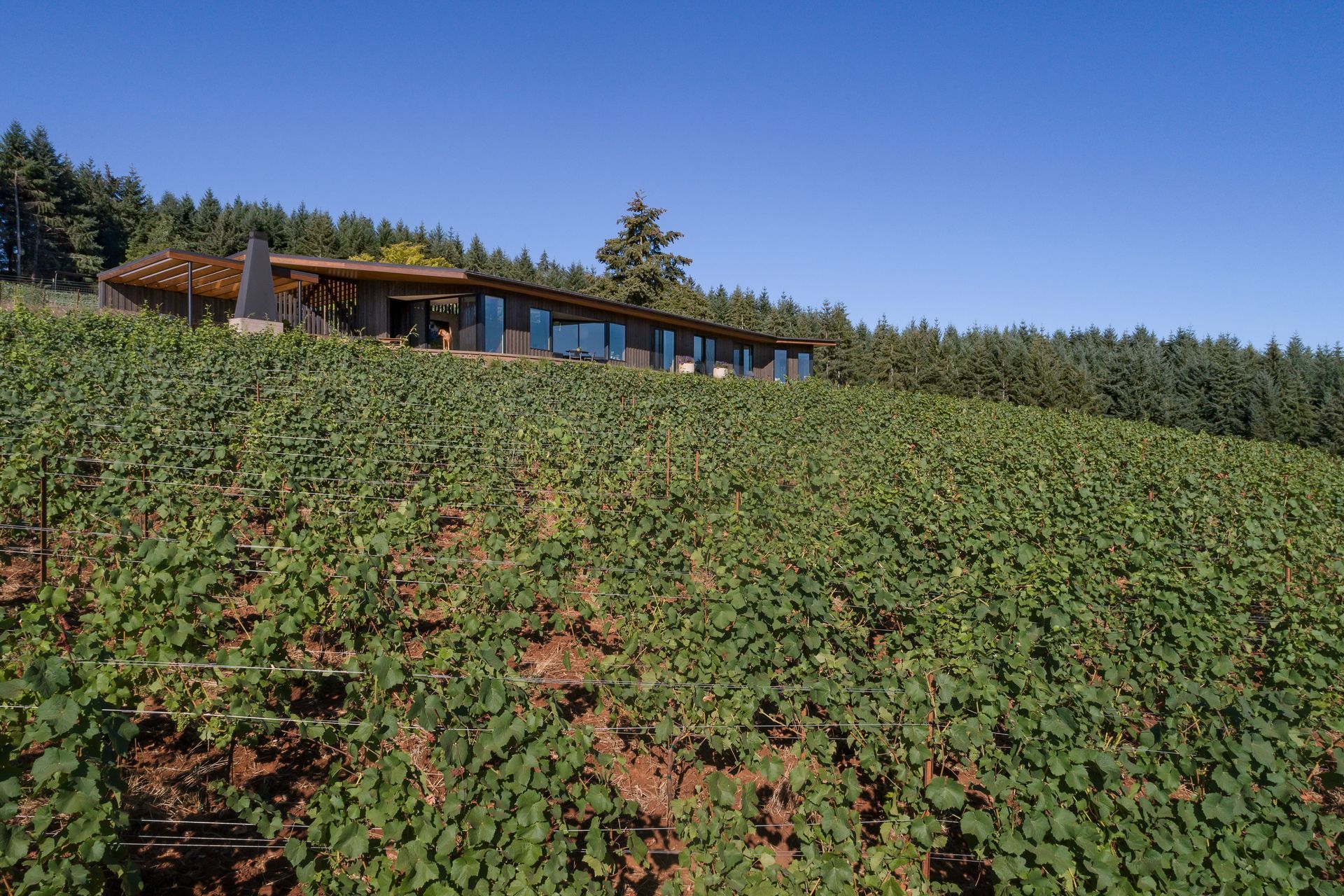 26-PBW-BigFir-026-ap-compressed.jpg