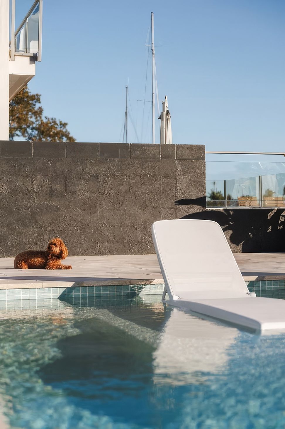 imgi14Pool-with-dog-ap-compressed-upscaled-by-Replicate.jpg
