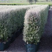 Living Boundary™ – mid-height instant hedge range gallery detail image