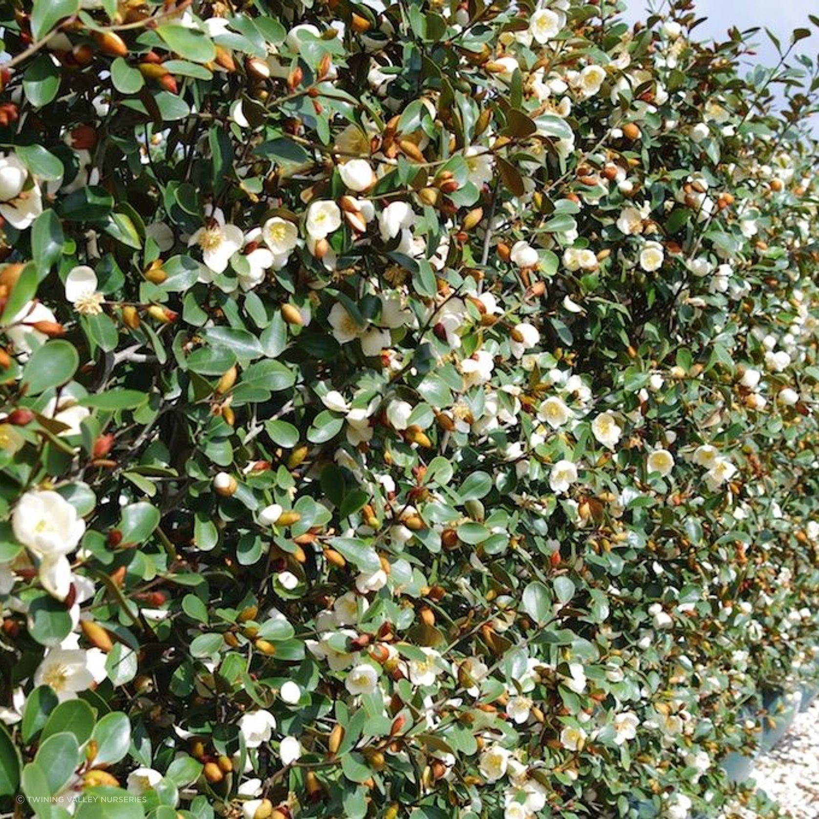 Living Screen™ – tall-growing instant hedge range gallery detail image
