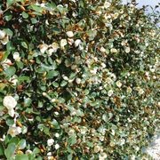Living Screen™ – tall-growing instant hedge range gallery detail image