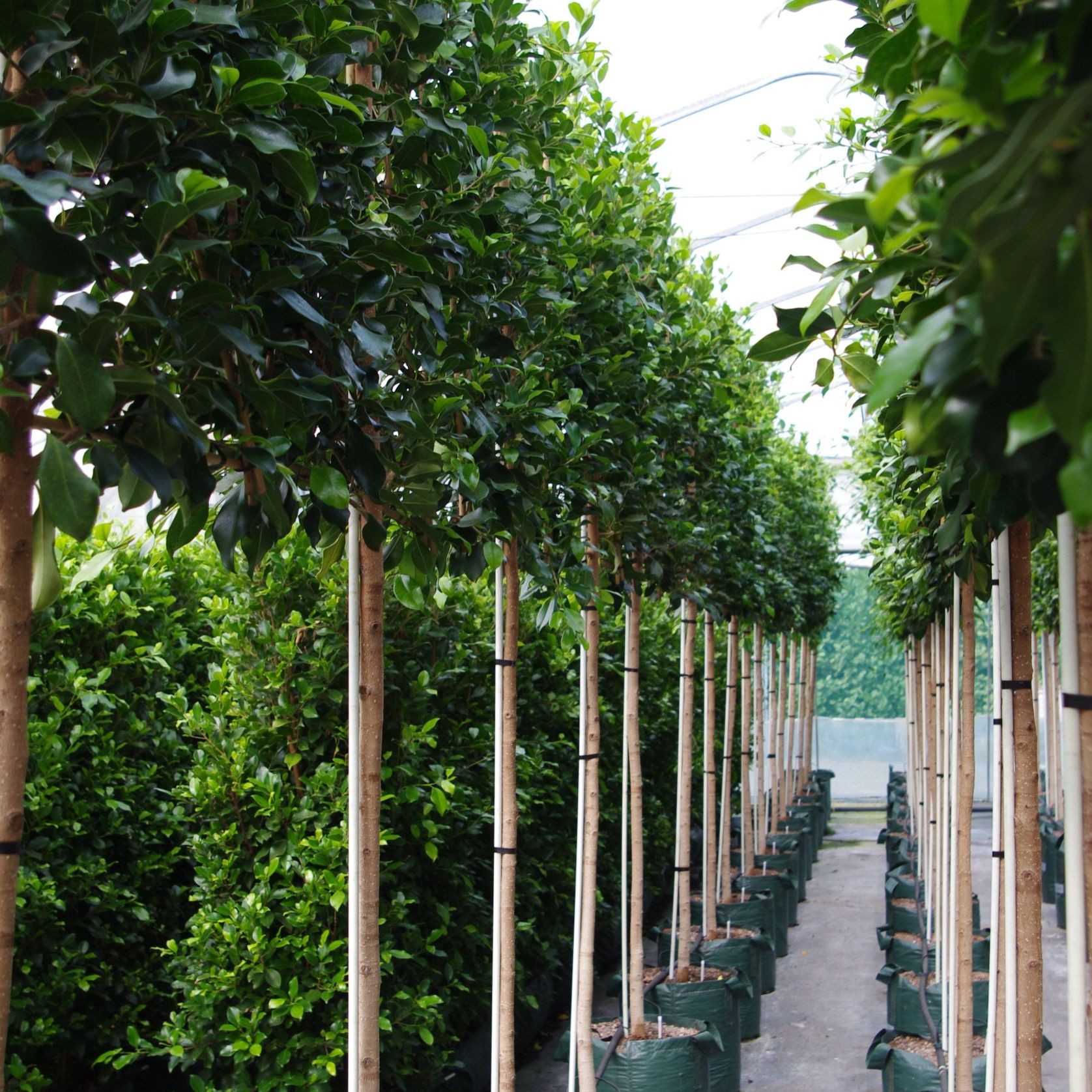 Ficus tuffi pleached screen gallery detail image