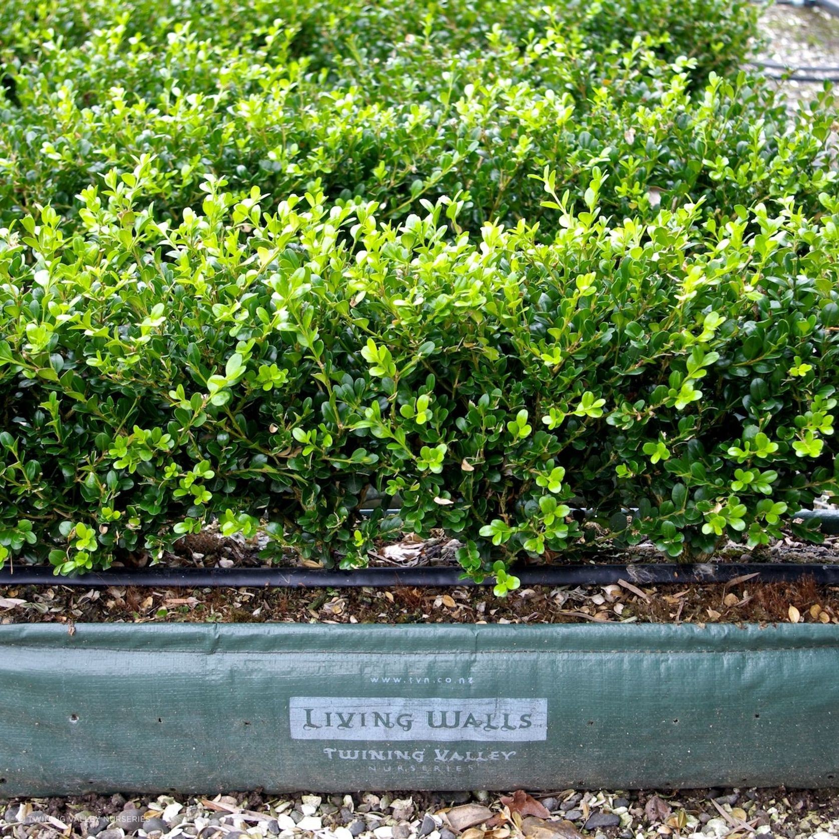 Buxus 'Green Gem' instant hedge gallery detail image