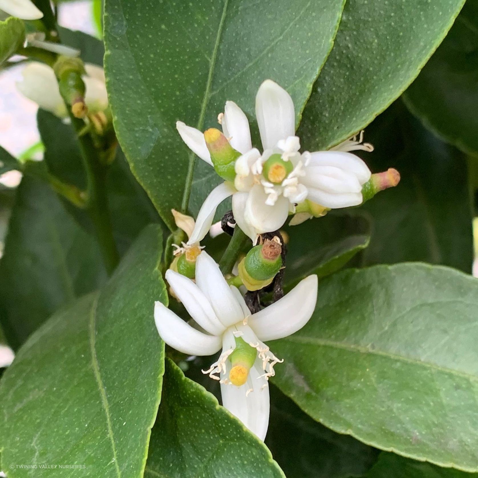 Citrus 'Tahitian Lime' instant hedge gallery detail image