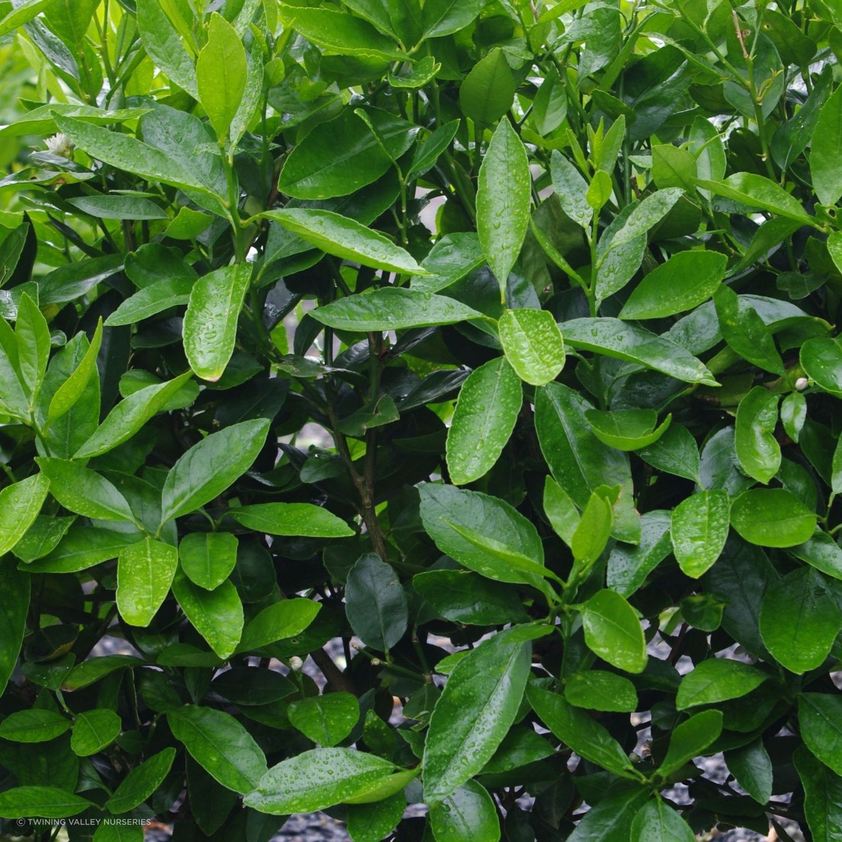 Citrus 'Tahitian Lime' instant hedge gallery detail image