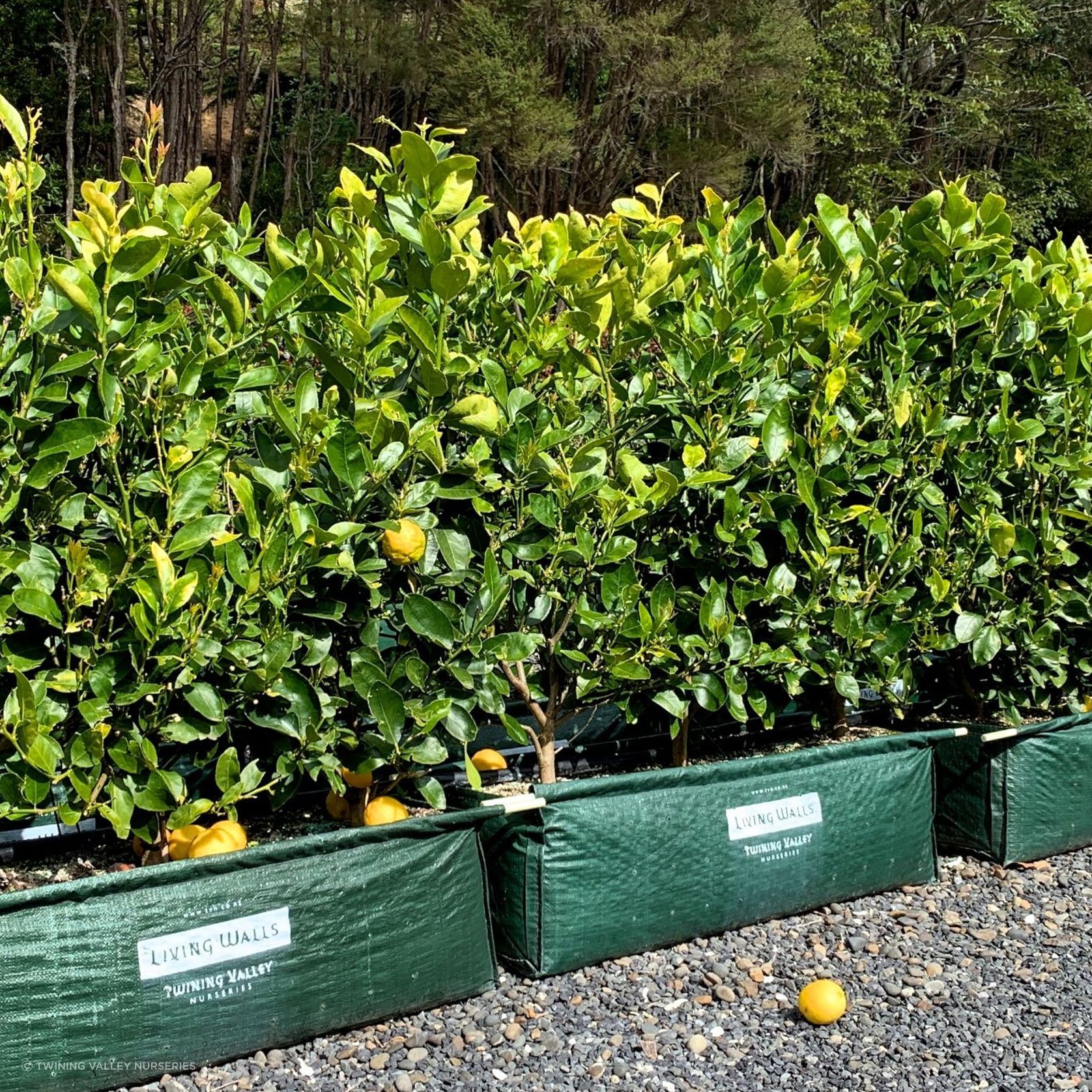 Citrus 'Tahitian Lime' instant hedge gallery detail image
