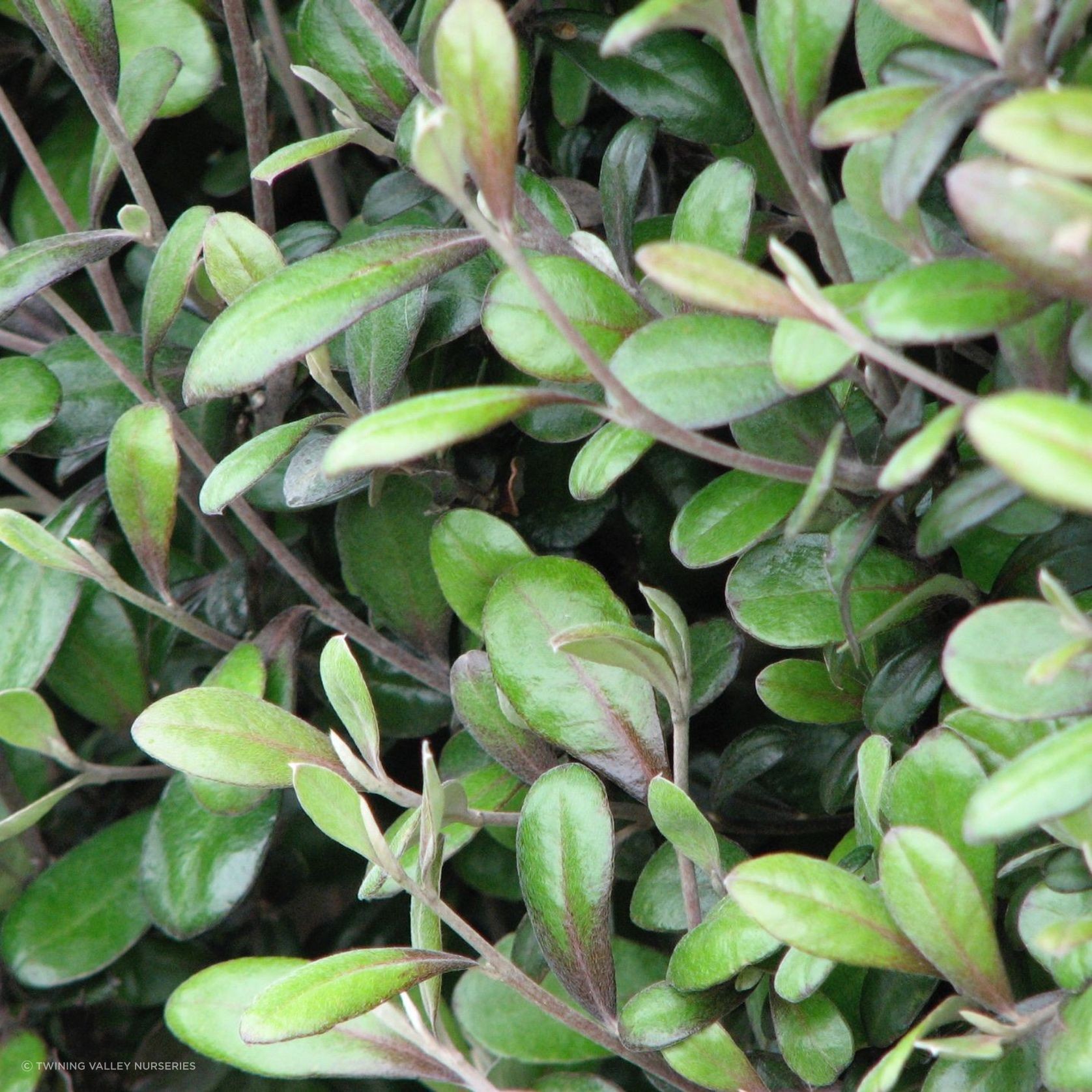 Corokia  'Frosted Chocolate' instant hedge gallery detail image