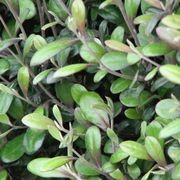 Corokia  'Frosted Chocolate' instant hedge gallery detail image