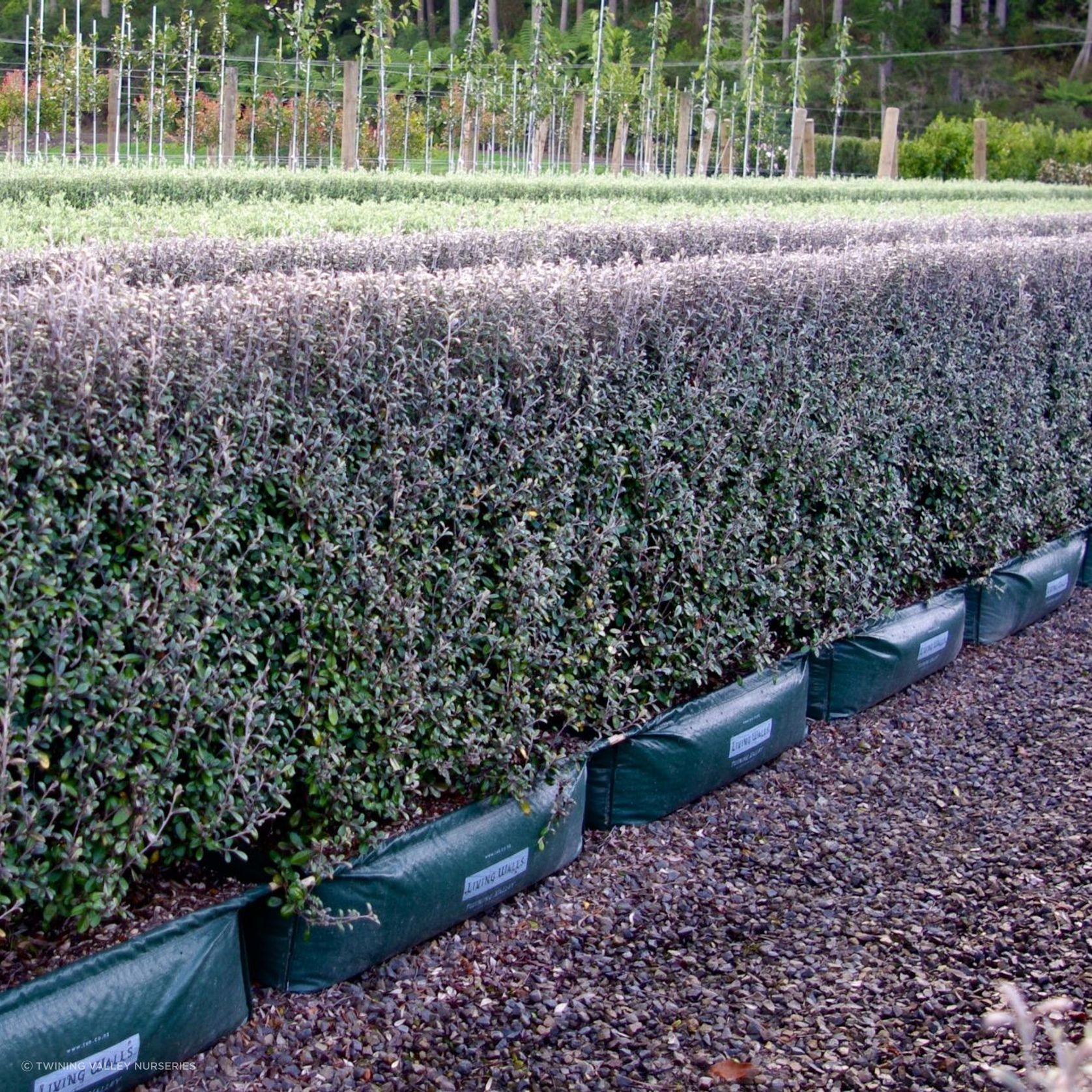 Corokia  'Frosted Chocolate' instant hedge gallery detail image