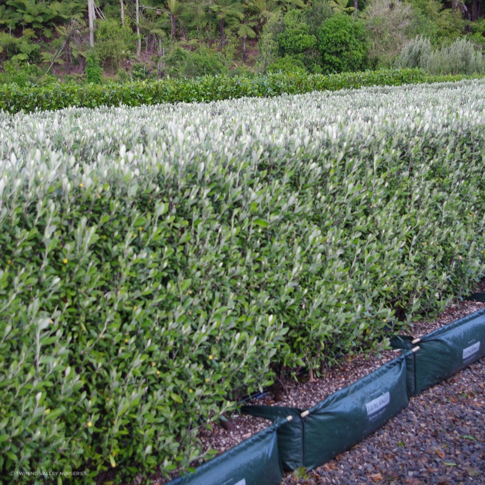 Corokia 'Geenty's Green' instant hedge gallery detail image