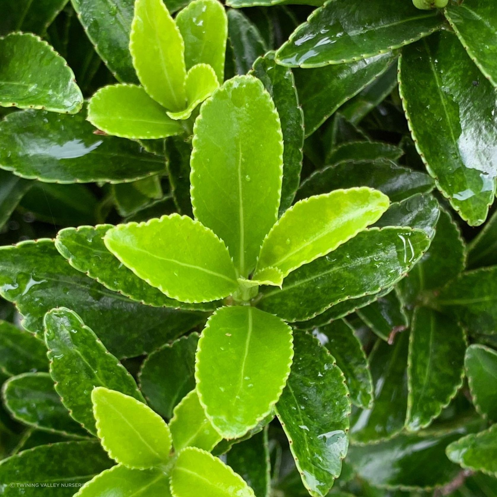 Euonymus ‘Emerald Gem’ instant hedge gallery detail image