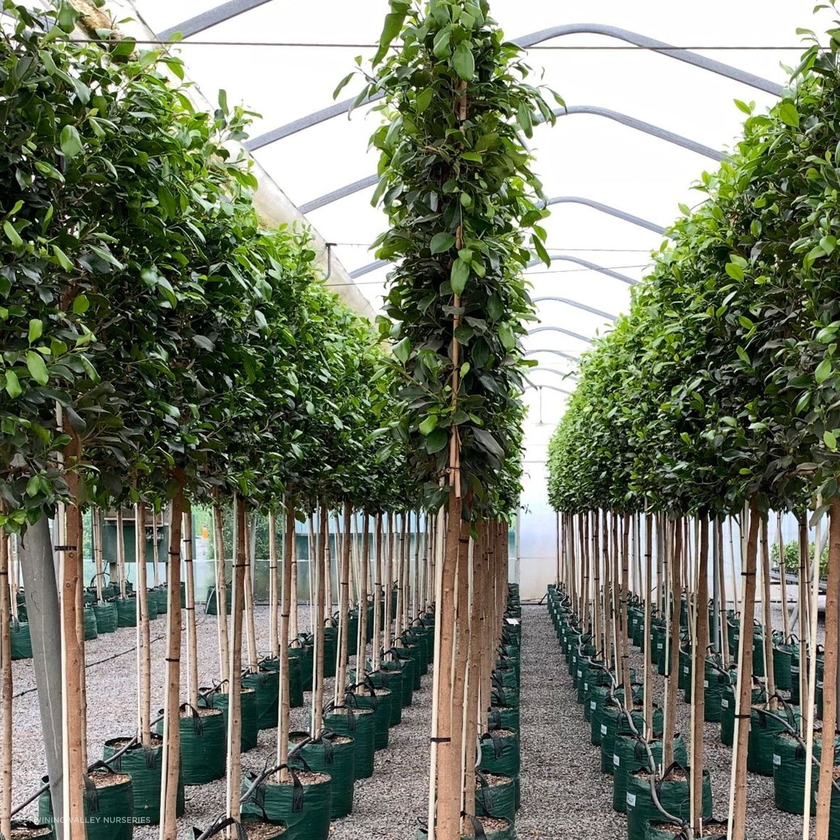 Pleached Screen – designer instant hedge gallery detail image