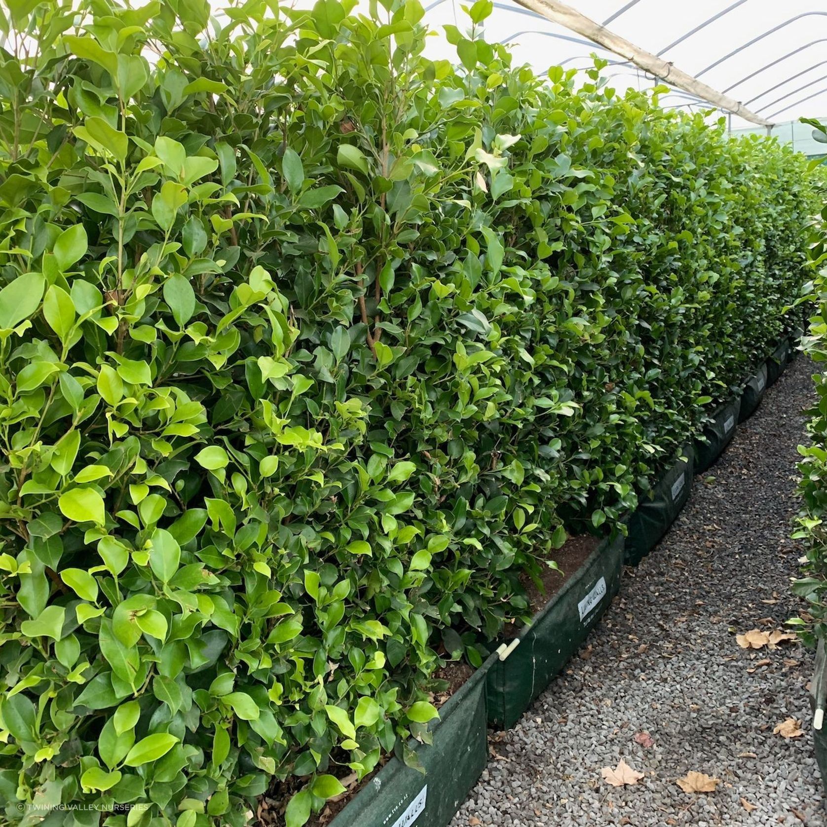 Ficus tuffi instant hedge gallery detail image