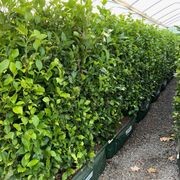 Ficus tuffi instant hedge gallery detail image
