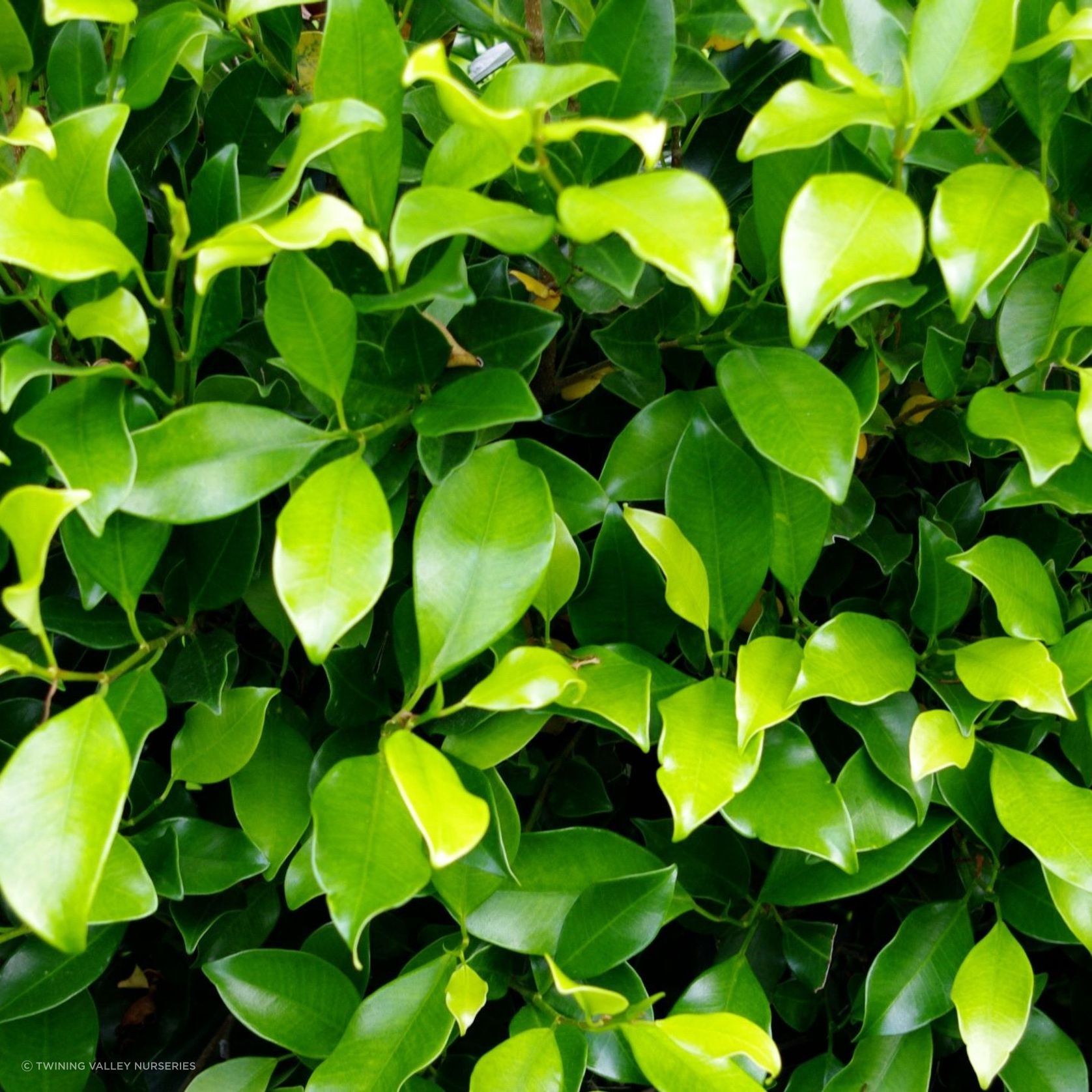 Ficus tuffi instant hedge gallery detail image