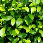 Ficus tuffi instant hedge gallery detail image