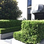 Ficus tuffi instant hedge gallery detail image