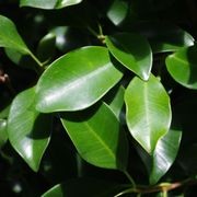 Ficus tuffi instant hedge gallery detail image