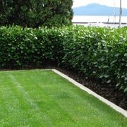 Griselinia 'Ardmore Emerald' instant hedge gallery detail image