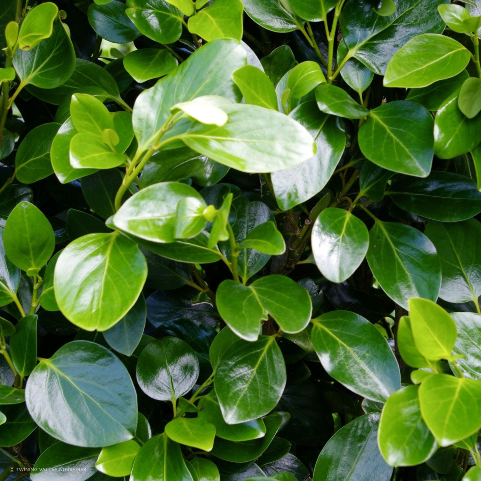 Griselinia 'Ardmore Emerald' instant hedge gallery detail image