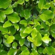 Griselinia 'Broadway Mint' instant hedge gallery detail image