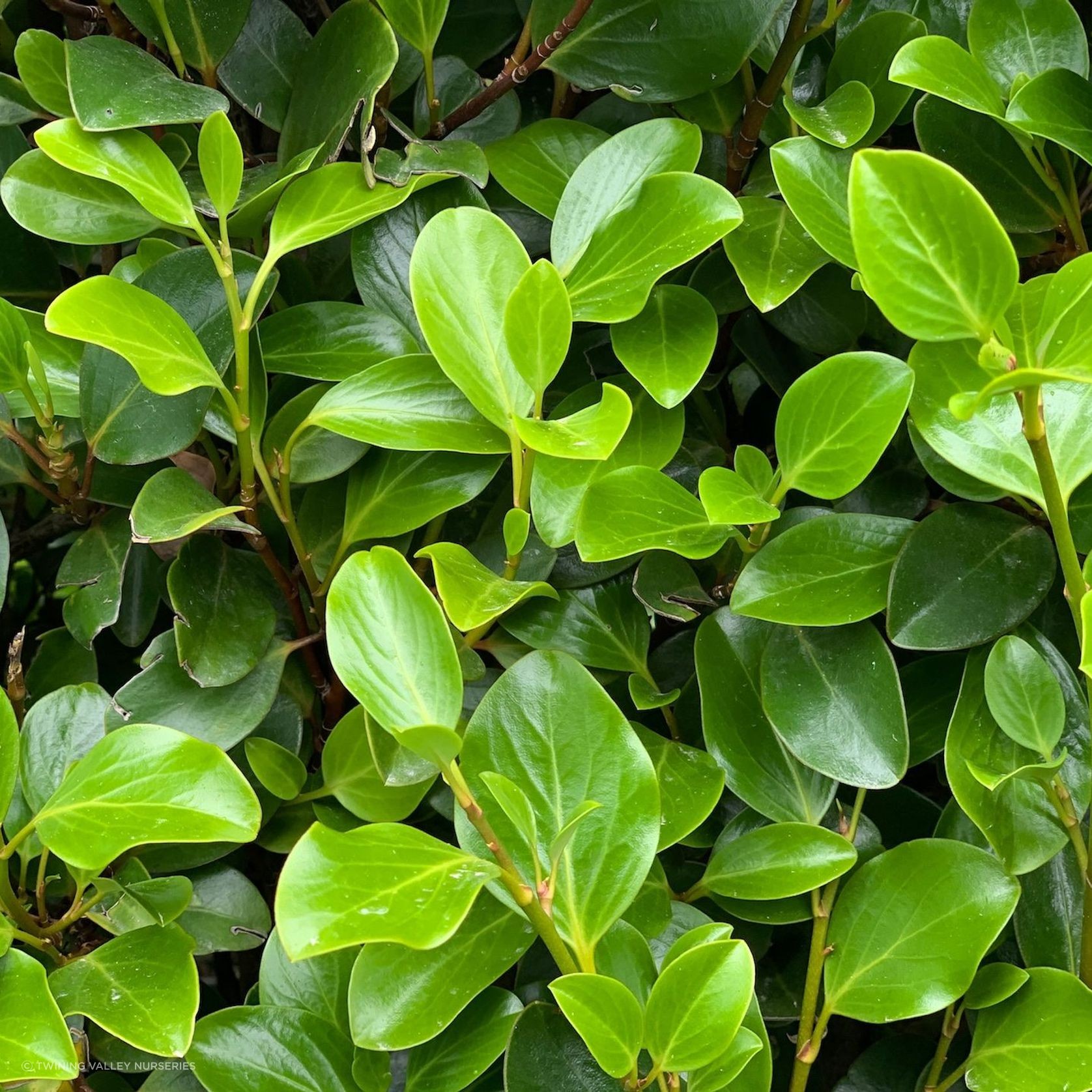 Griselinia 'Canterbury' instant hedge gallery detail image