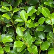 Griselinia 'Canterbury' instant hedge gallery detail image