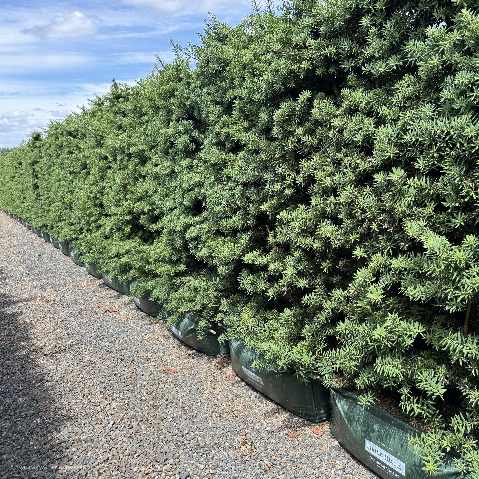 Podocarpus tōtara 'Ardmore Green' instant hedge gallery detail image