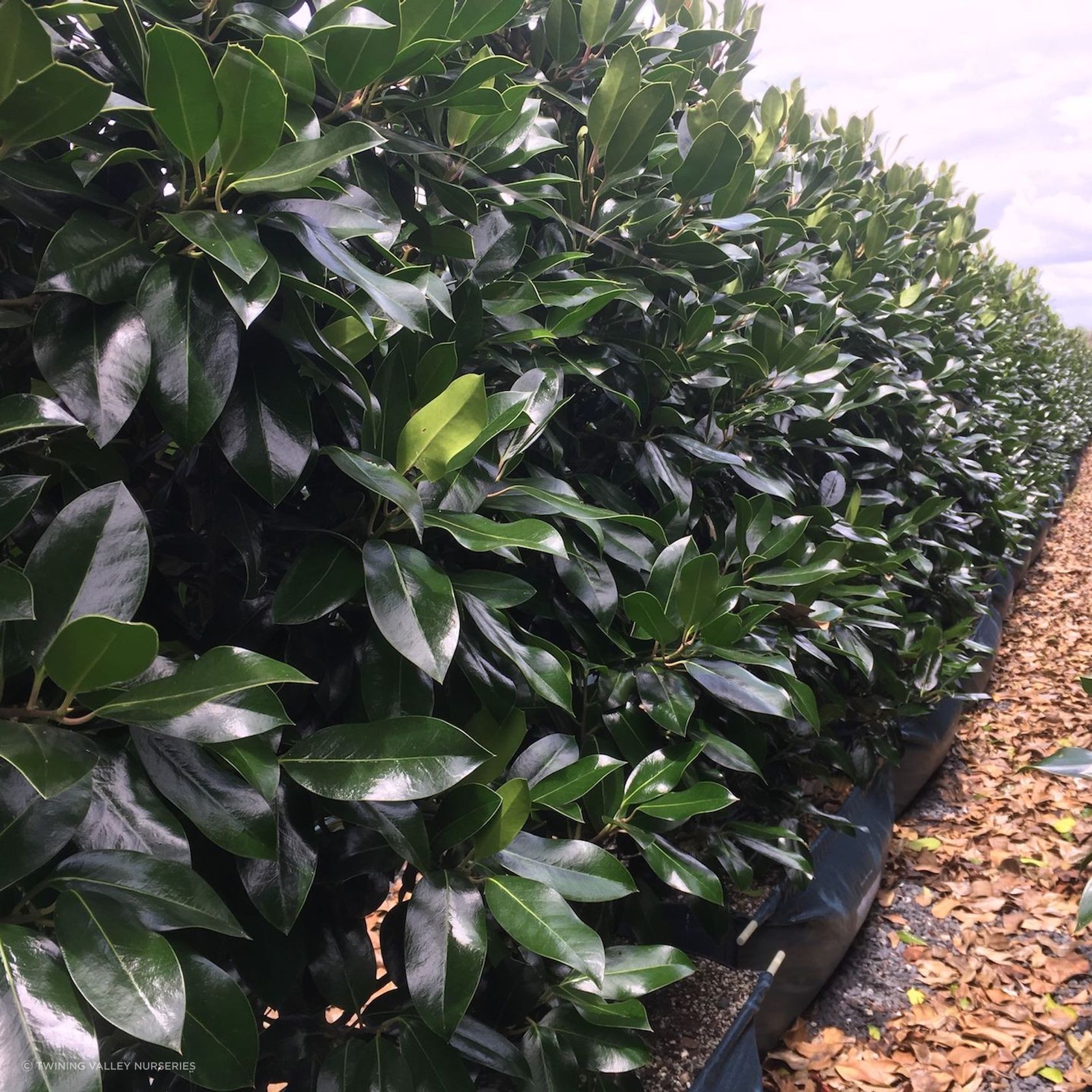 Ilex 'Black Shadow' instant hedge gallery detail image