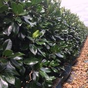 Ilex 'Black Shadow' instant hedge gallery detail image