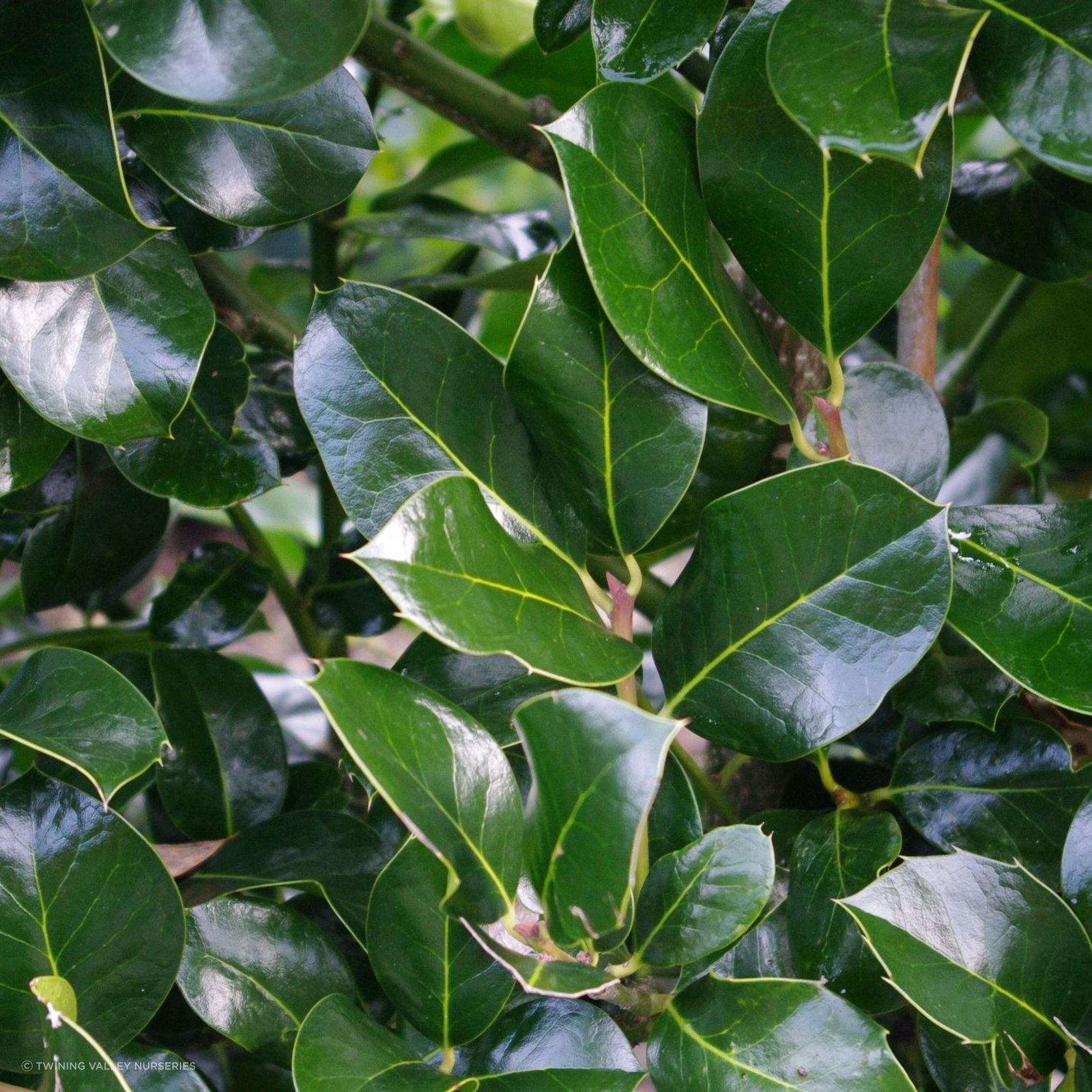 Ilex ‘Hendersonii’ instant hedge gallery detail image
