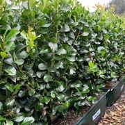 Ilex ‘Hendersonii’ instant hedge gallery detail image