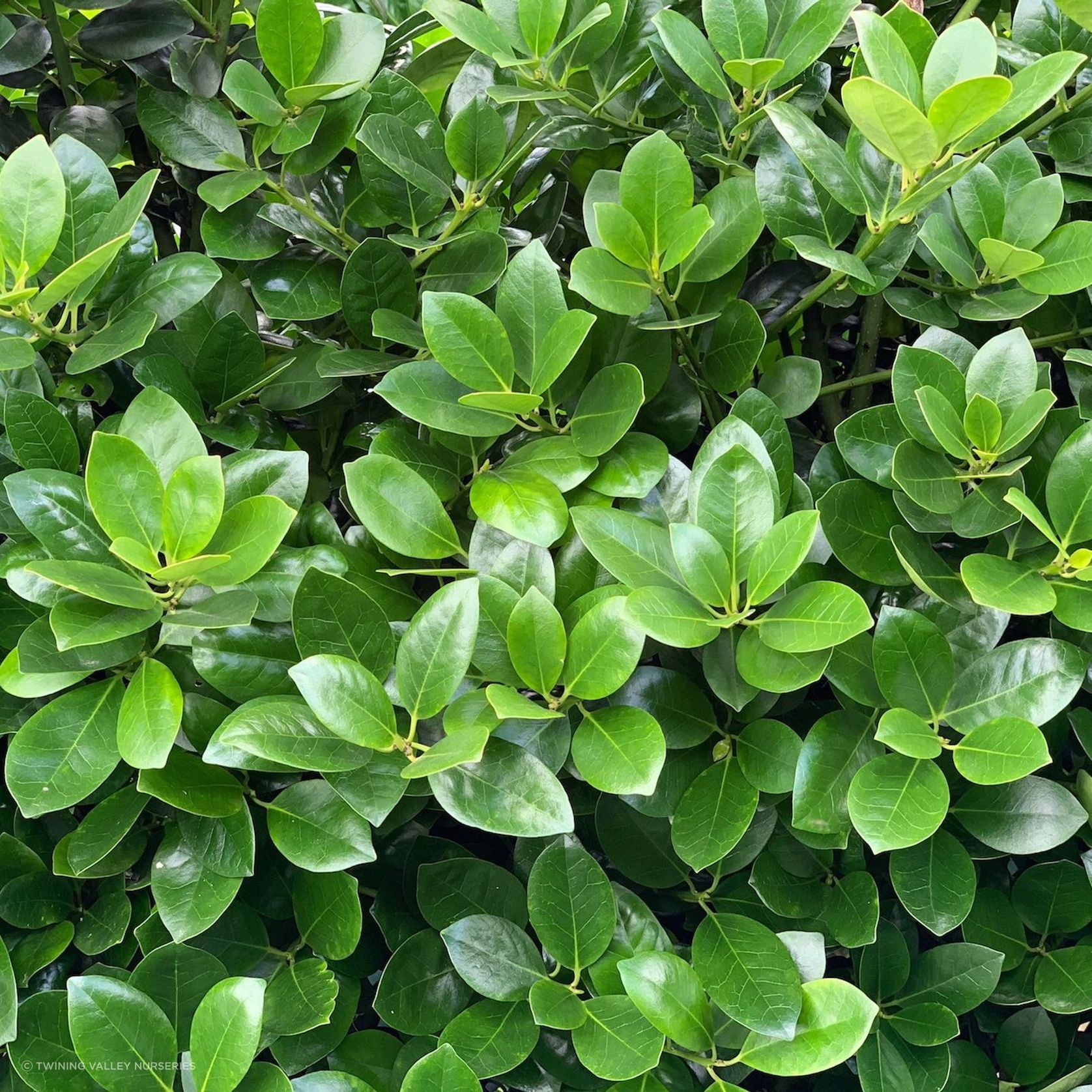 Ilex Largo instant hedge gallery detail image
