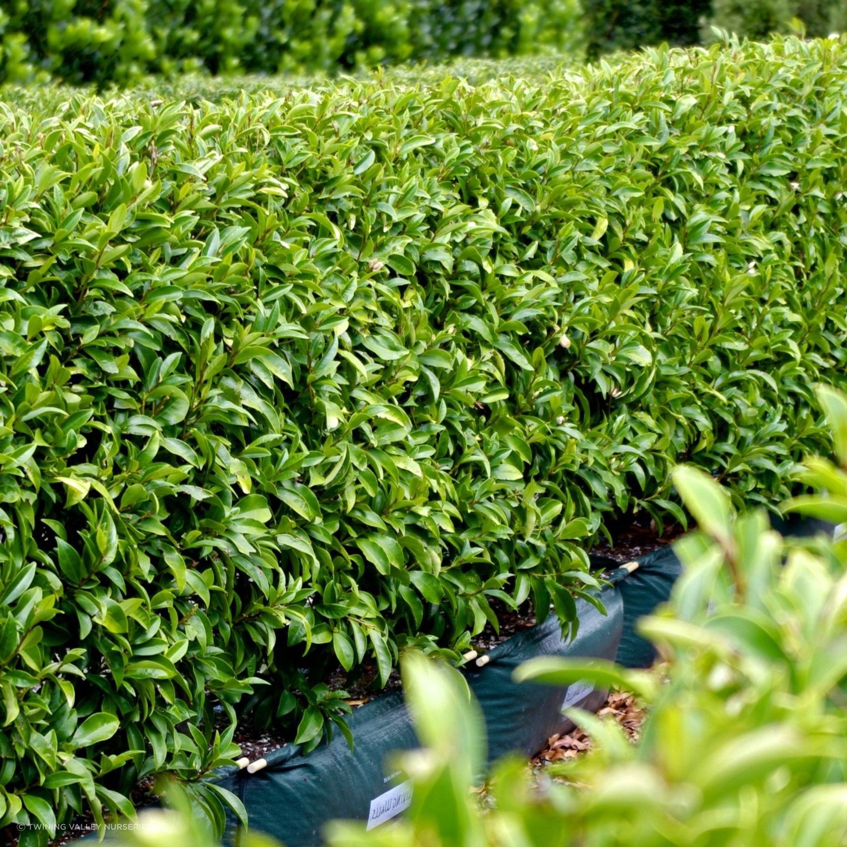 Michelia figo (Port Wine magnolia) instant hedge gallery detail image