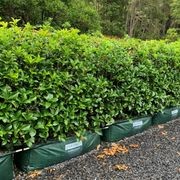 Osmanthus instant hedge gallery detail image