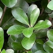 Pittosporum ‘Green Lustre’ instant hedge gallery detail image
