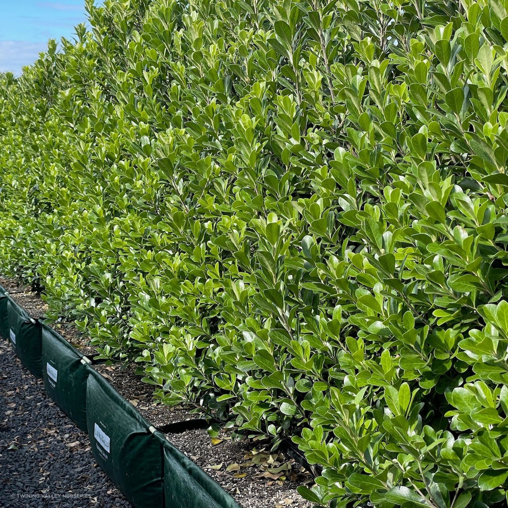 Pittosporum ‘Green Lustre’ instant hedge gallery detail image