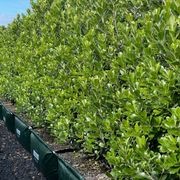 Pittosporum ‘Green Lustre’ instant hedge gallery detail image