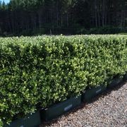 Pittosporum 'Stephens Island' instant hedge gallery detail image