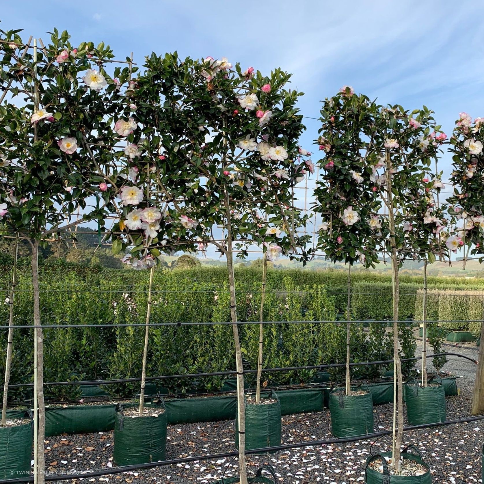 Camellia 'Paradise Venessa' Instant Pleached Screen gallery detail image