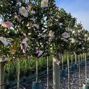 Pleached Screen – designer instant hedge gallery detail image