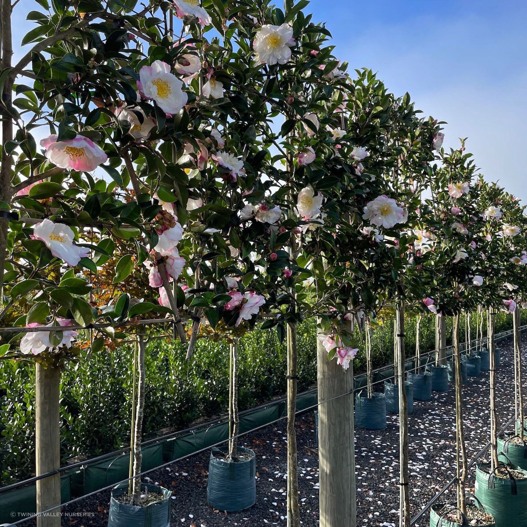 Camellia 'Paradise Venessa' Instant Pleached Screen gallery detail image