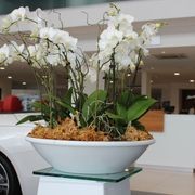 Indoor Plant Hire | Hire Plants gallery detail image