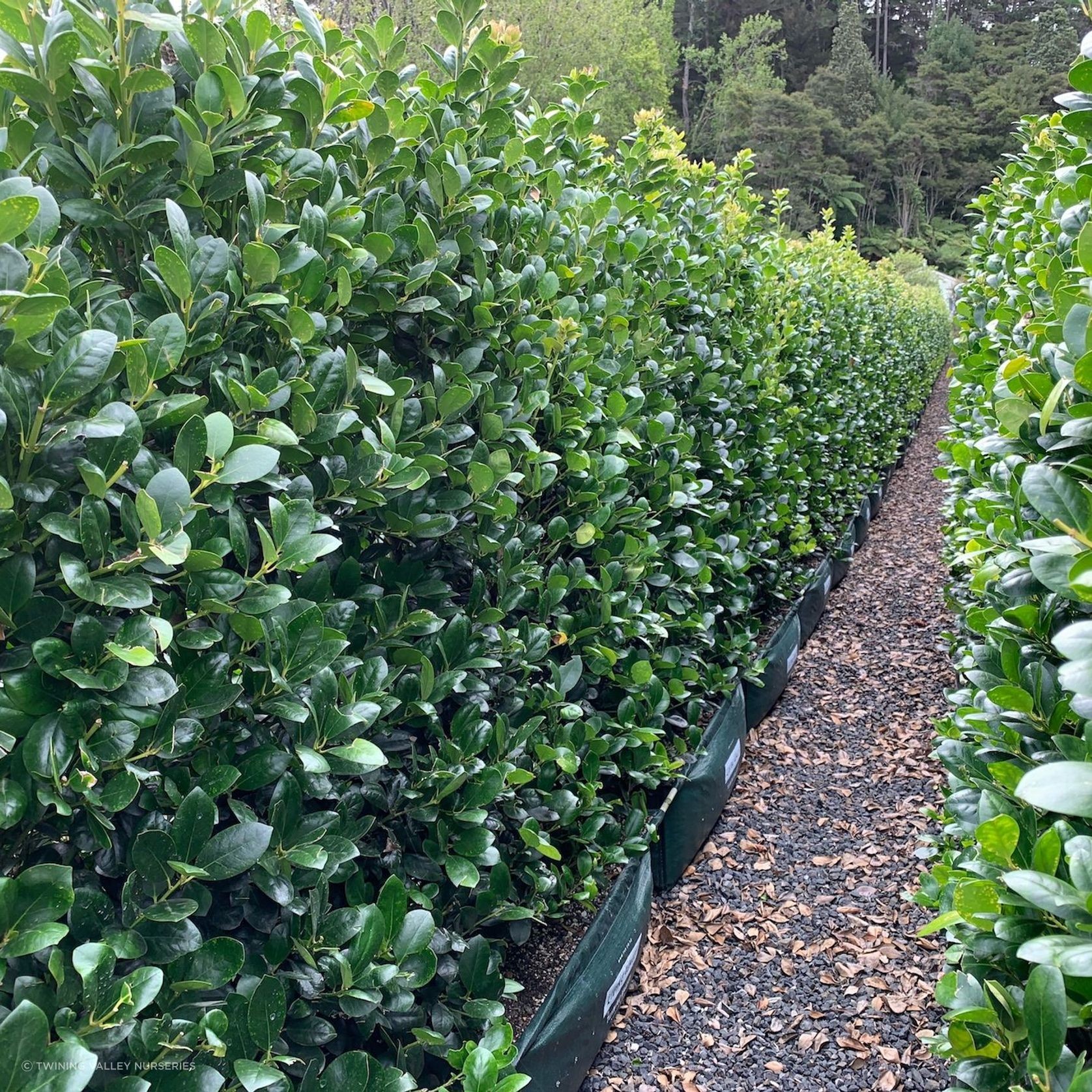 Living Screen™ – tall-growing instant hedge range gallery detail image
