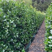 Living Screen™ – tall-growing instant hedge range gallery detail image