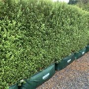 Living Screen™ – tall-growing instant hedge range gallery detail image