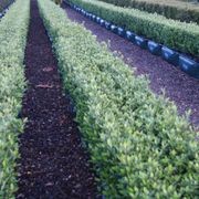 Living Edge™ – low-growing instant hedge range gallery detail image
