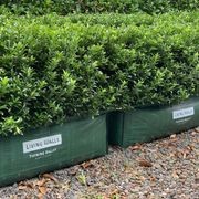 Living Edge™ – low-growing instant hedge range gallery detail image