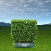 Living Boundary™ – mid-height instant hedge range gallery detail image