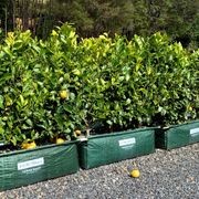 Living Boundary™ – mid-height instant hedge range gallery detail image